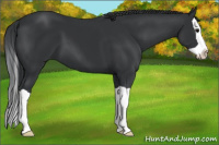 Horse Color:Black Splash