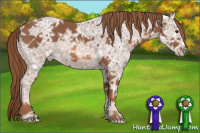 Horse Color:Liver Chestnut Ice 