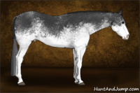 Horse Color:White Spotted Black