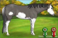 Horse Color:Grullo Splash Frame