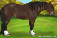 Horse Color:Gray Bay 