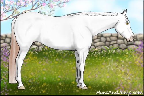 Horse Color: Amber Champagne Tobiano Blanket 