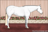 Horse Color:Buckskin Roan Near Leopard 