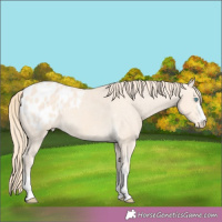 Horse Color:White Spotted Perlino Blanket 