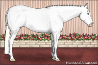 Horse Color:White Spotted Cremello Blanket Rabicano 