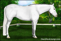 Horse Color:Silver Bay Tobiano Appaloosa 