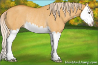 Horse Color:Palomino Dun Splash Rabicano 