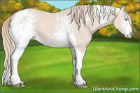 Horse Color:White Spotted Perlino Tobiano