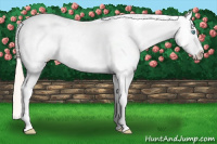 Horse Color:Chocolate Palomino Pearl Dun Sabino Blanket 