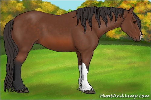 Horse Color: Bay 