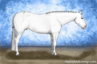Horse Color:Black Appaloosa Rabicano 