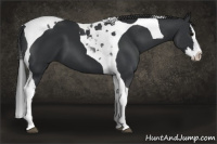 Horse Color:Black Splash Tobiano