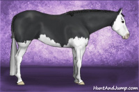 Horse Color:Black Splash 