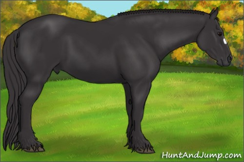 Horse Color: Smoky Black 