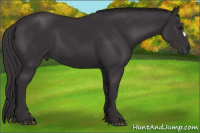 Horse Color:Smoky Black 