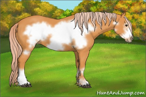 Horse Color: Chocolate Palomino Frame 