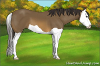 Horse Color:Buckskin Splash 