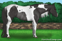 Horse Color:Smoky Black Tobiano Rabicano