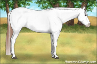 Horse Color:Bay Roan Appaloosa 
