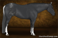 Horse Color:White Spotted Black Rabicano 