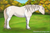 Horse Color:Perlino Roan Tobiano