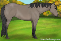 Horse Color:Brown Dun 