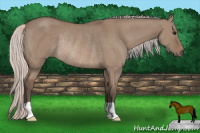 Horse Color:Silver Grullo Rabicano