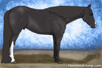 Horse Color:Smoky Black