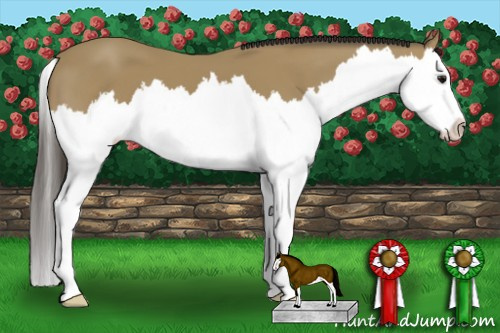 Horse Color: Buckskin Splash 