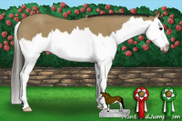 Horse Color:Buckskin Splash 