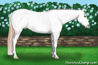 Horse Color:Chestnut Sabino Appaloosa 
