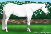 Horse Color:Blue Ice Roan Appaloosa 