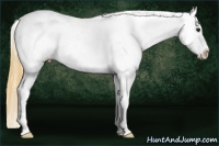 Horse Color:Buckskin Appaloosa