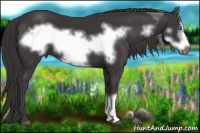 Horse Color:Buckskin Frame 