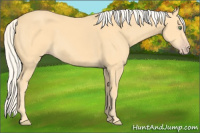 Horse Color:Gold Cream Champagne Sabino