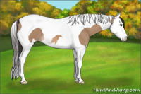 Horse Color:Bay Dun Splash Tobiano 