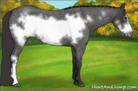 Horse Color:Smoky Blue Roan Frame 