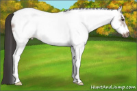 Horse Color:White Spotted Bay Roan Frame 