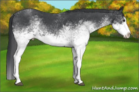 Horse Color:White Spotted Blue Roan Splash 