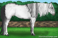 Horse Color:White Spotted Blue Roan Frame 