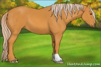 Horse Color:Chocolate Palomino 