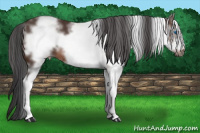 Horse Color:White Spotted Brown Frame Rabicano