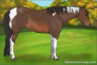 Horse Color:Bay Tobiano