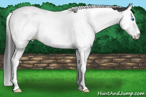 Horse Color: Brown Splash Tobiano 