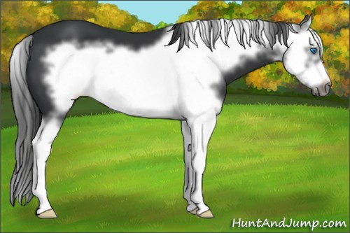 Horse Color: Black Splash Frame 