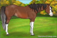 Horse Color:Bay Splash 