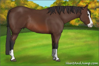 Horse Color:Bay Splash Rabicano