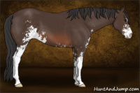 Horse Color:Brown Sabino