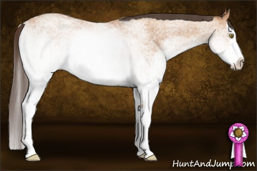 Horse Color: White Spotted Amber Champagne Splash 