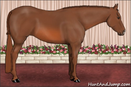 Horse Color: Liver Chestnut 